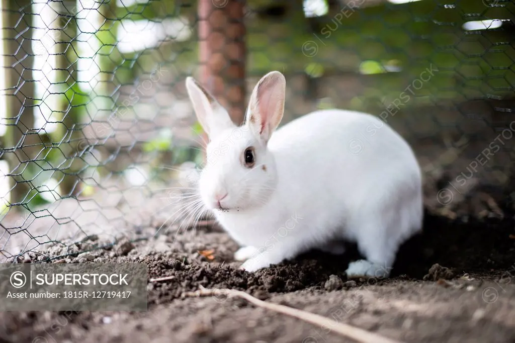 White rabbit, wire fence