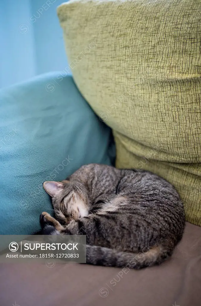 Tabby cat sleeping in the corner of a couch at home