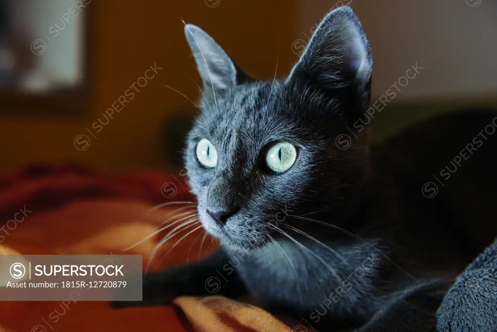 Russian blue lying on bed at night