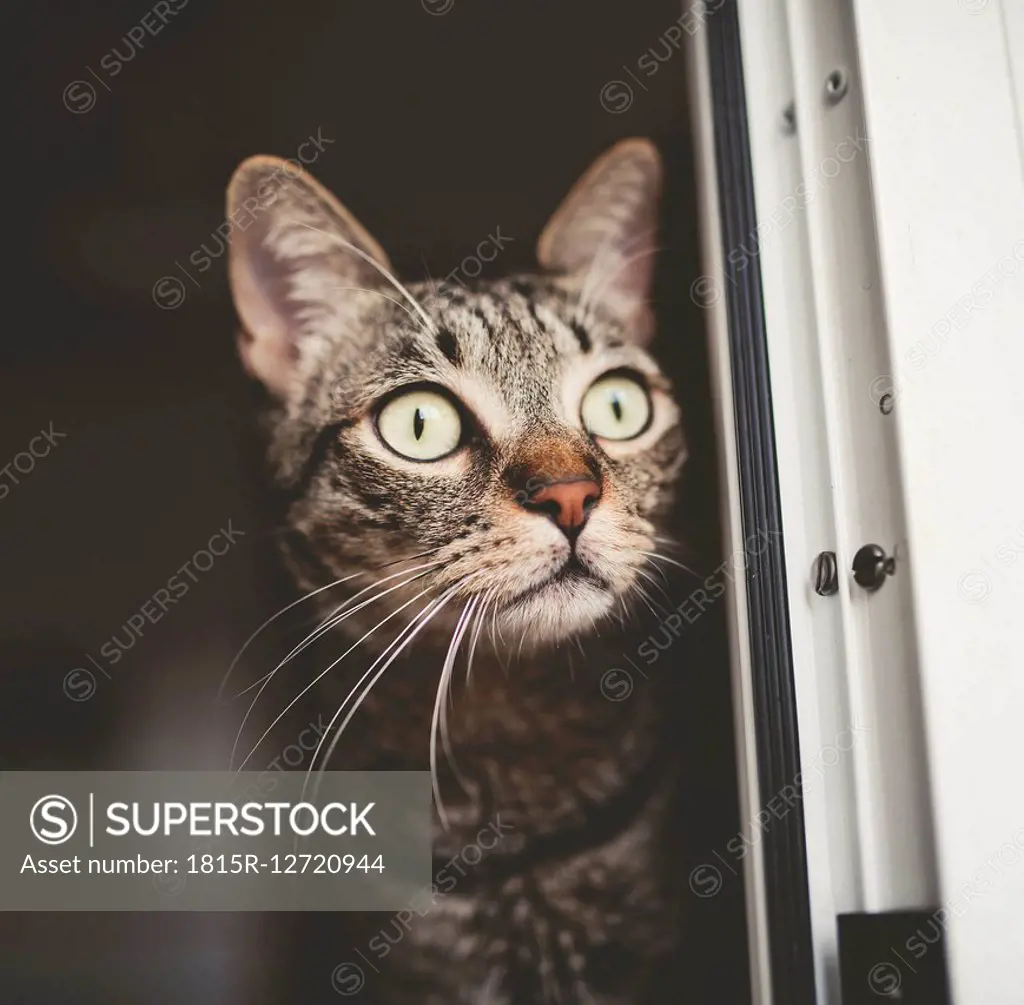 Portrait of tabby cat peeking