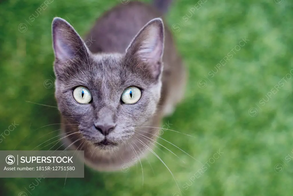 Russian blue looking up to camera