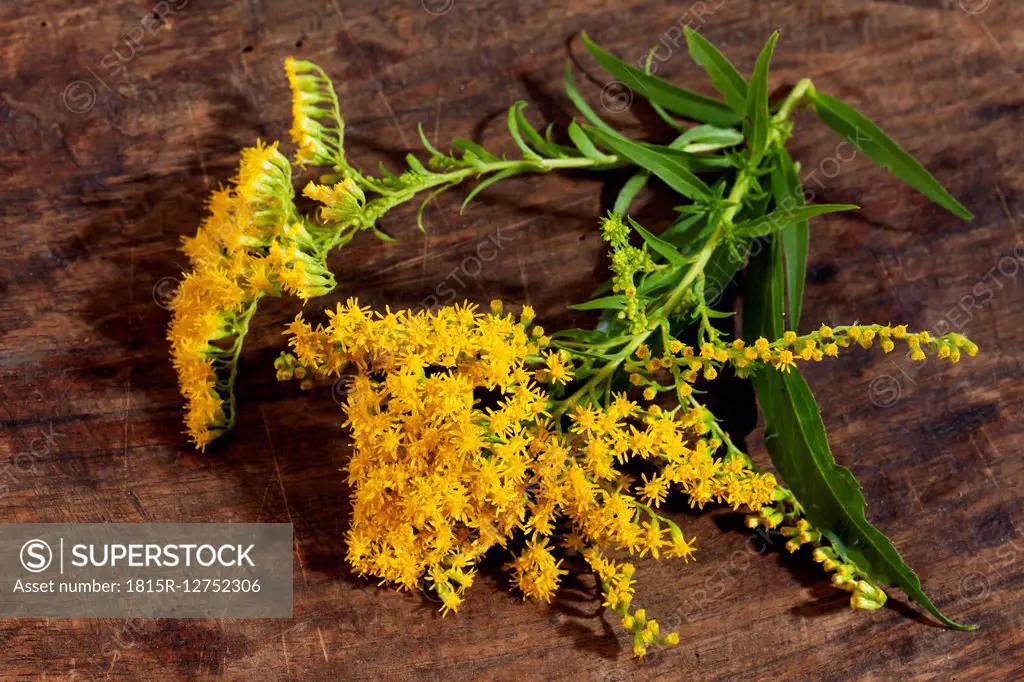 Goldenrod, Solidago, blossoms, medicinal herb