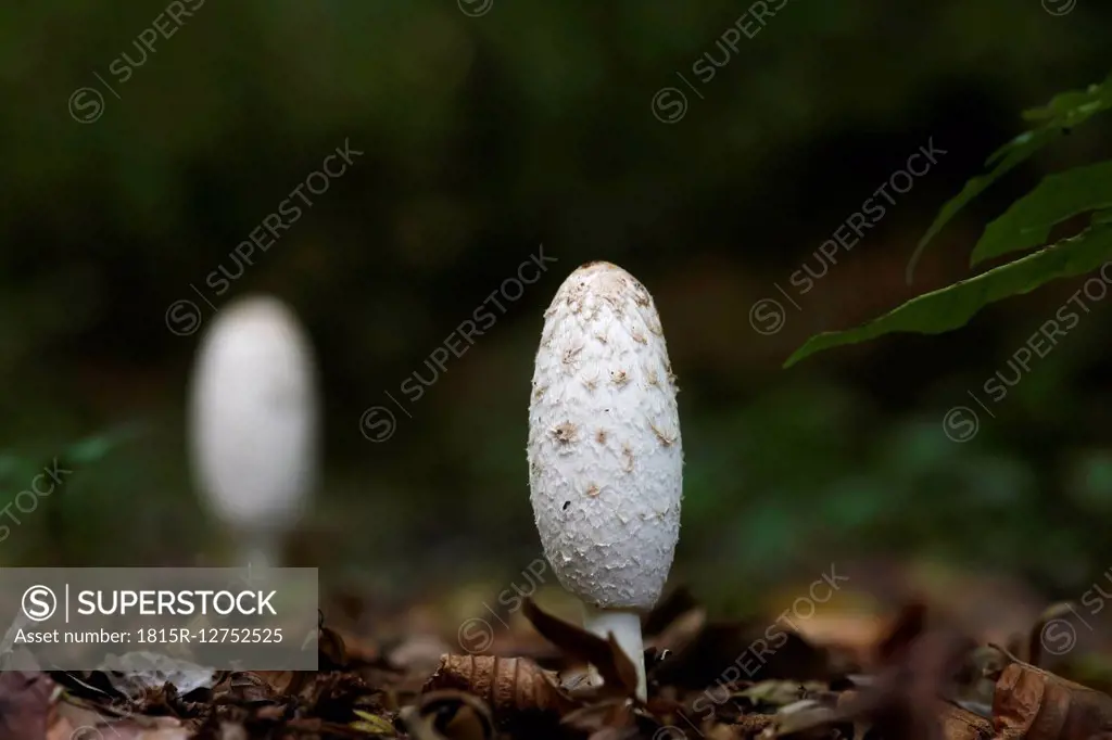 Germany, white mushroom in the woods