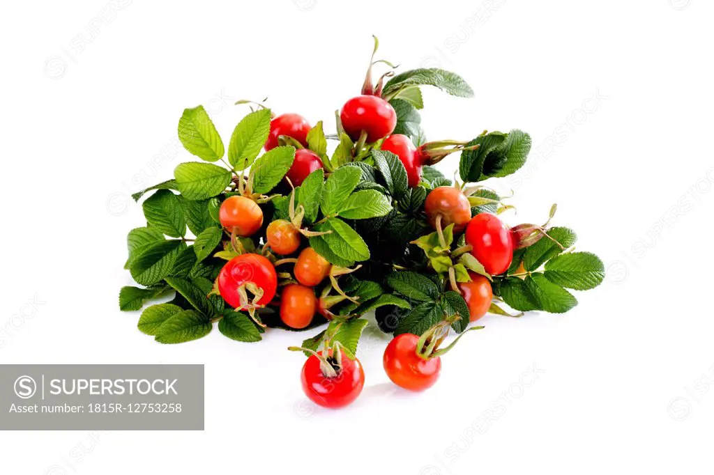 Roseships of dog rose in front of white background