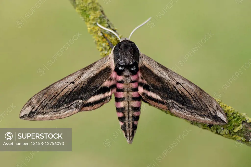 Privet Hawk Moth, Sphinx ligustri