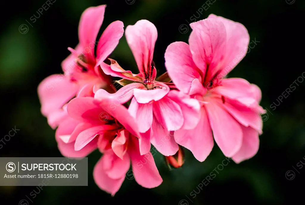 Pink azalea