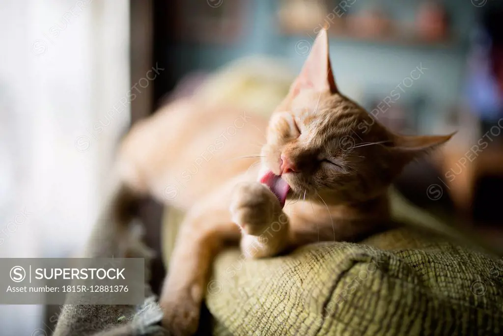 Cat licking it's paw on the top of a couch