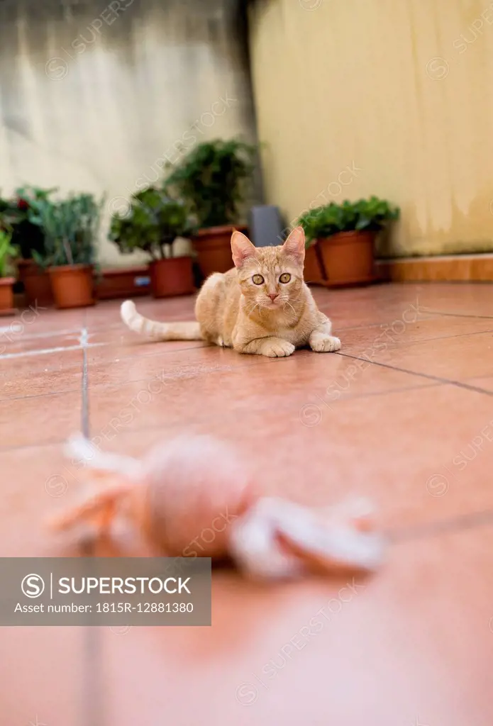 Ginger kitten playing on terrace with toy