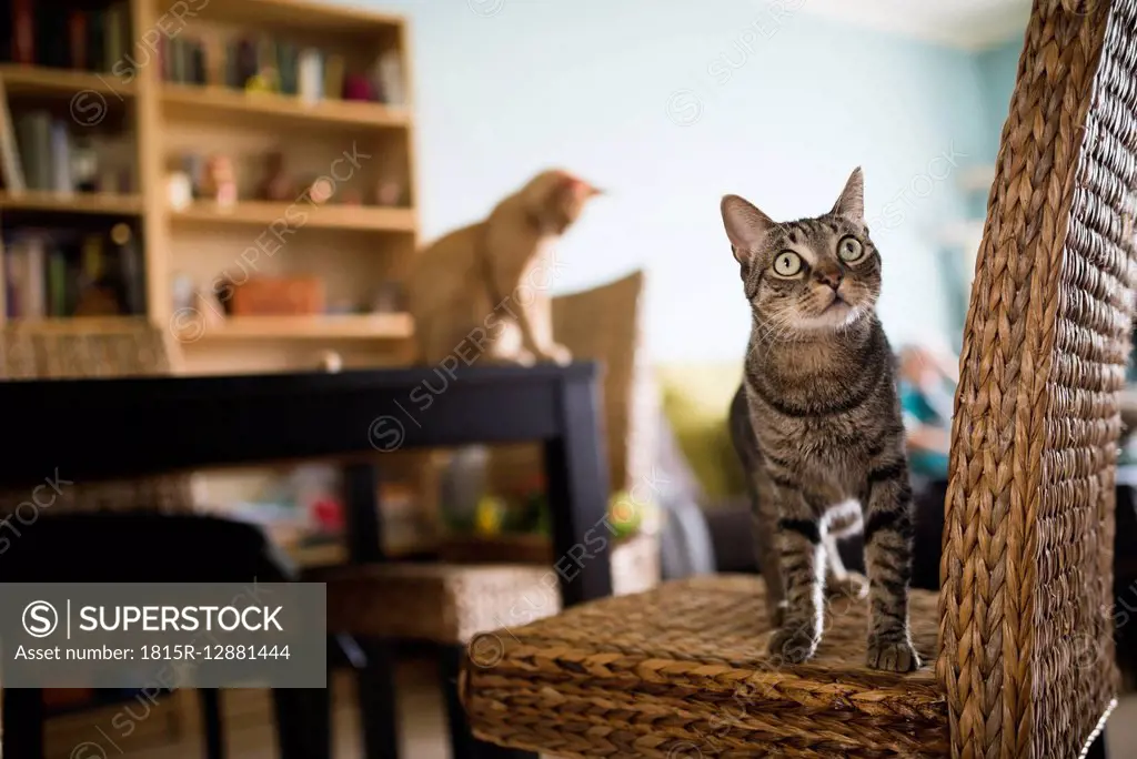 Tabby cat standing on wicker chair while kitten sitting on table in the background
