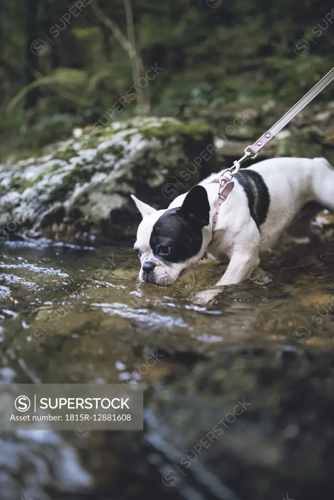 French bulldog drinking water at riverside