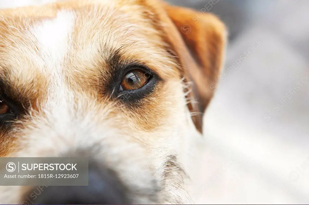 Jack Russell Terrier, close_up