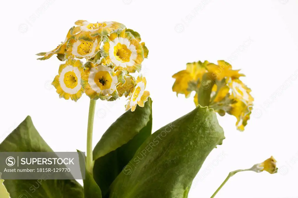 Primula auricula flowers against white background, close up