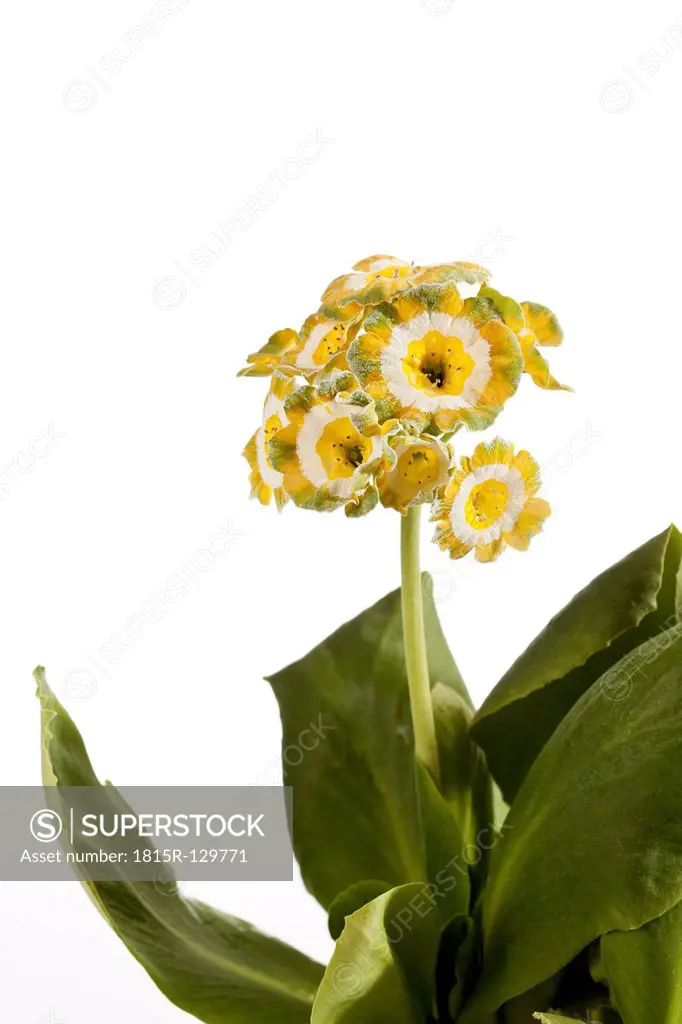 Primula auricula flowers against white background, close up