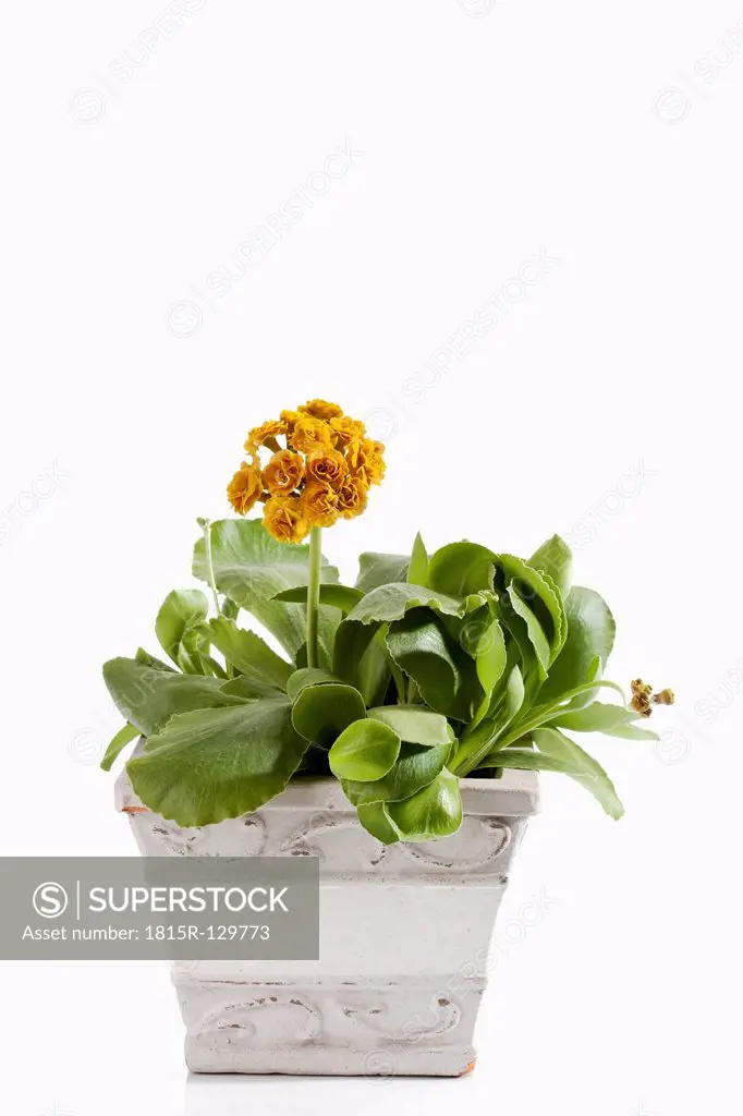 Potted plant of primula auricula flowers on white background, close up