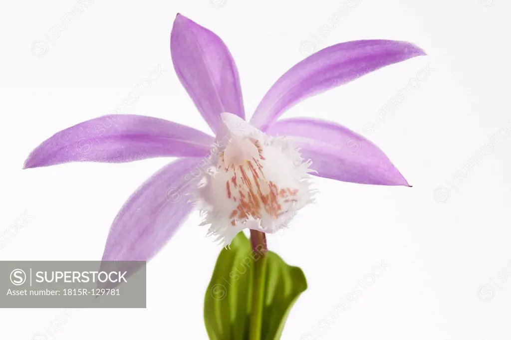 Taiwan pleione against white background, close up