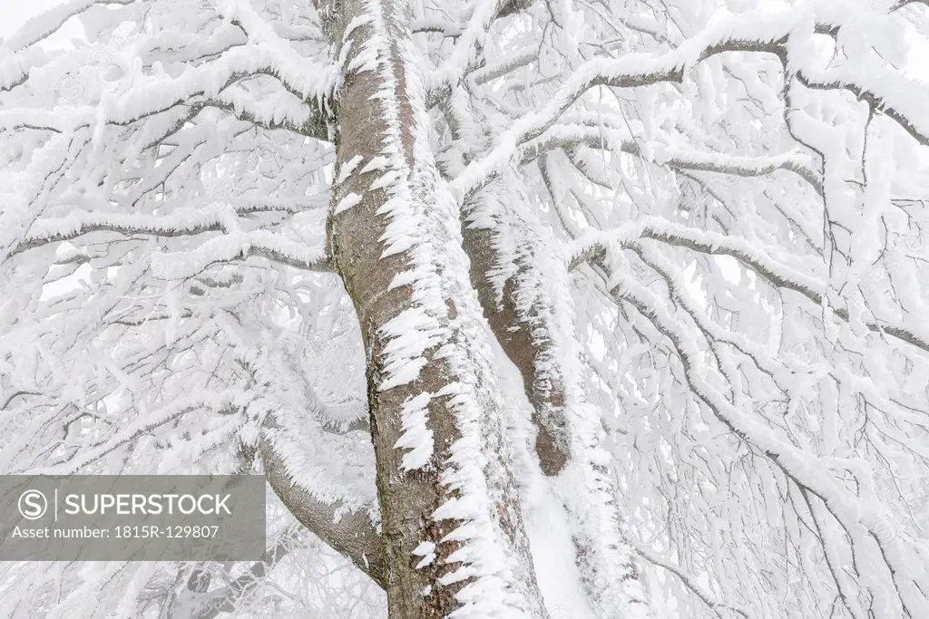 Germany, Baden Wuerttemberg, Beech tree covered with snow