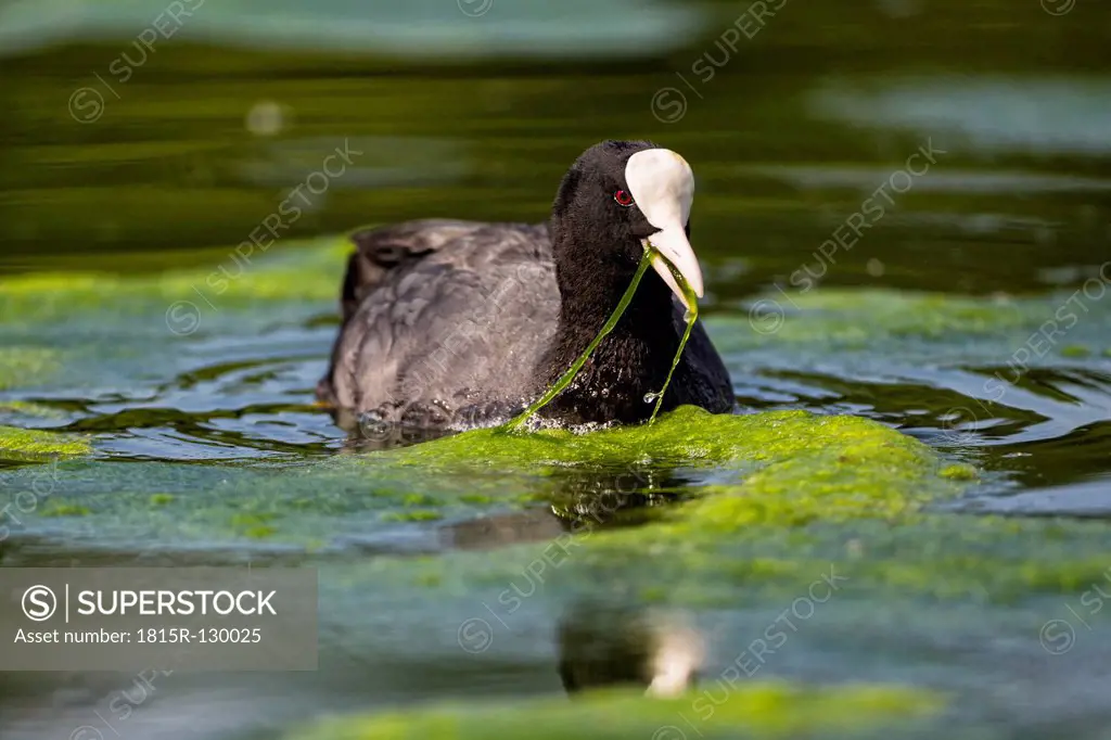 Germany, Bavaria, Eurasian Coot in water