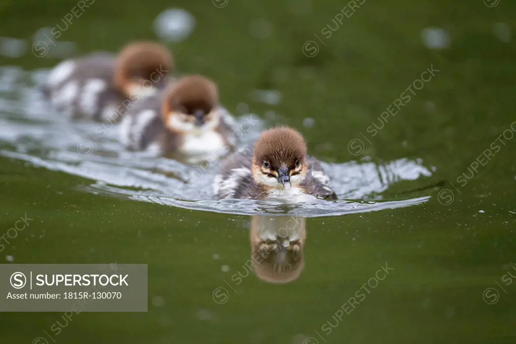 Germany, Bavaria, Goosander chicks swimming
