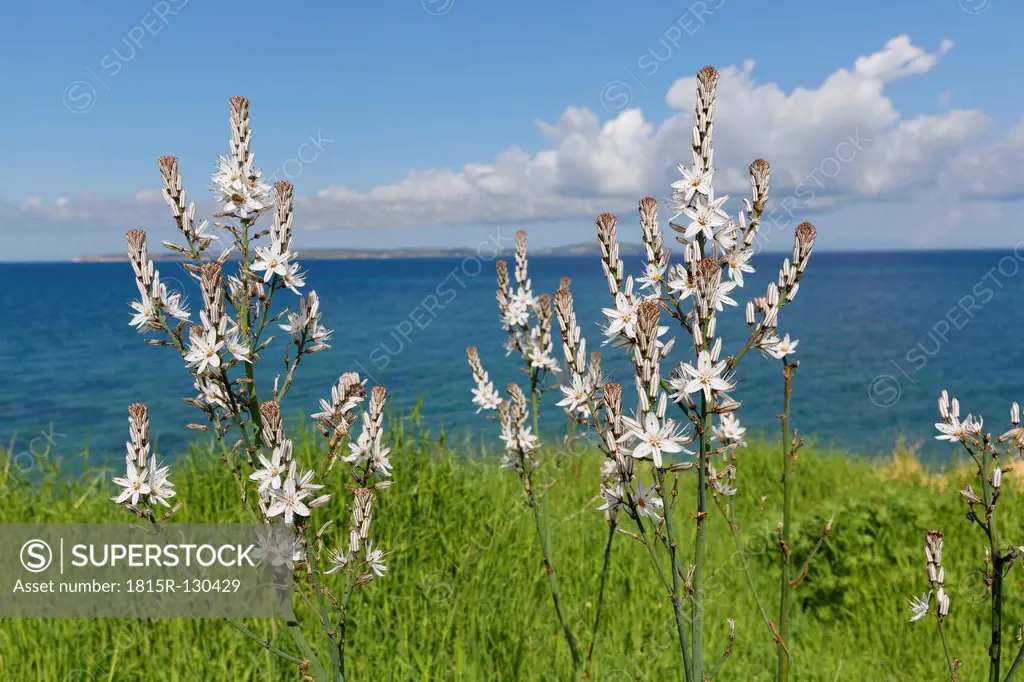 Turkey, View of Branched asphodel