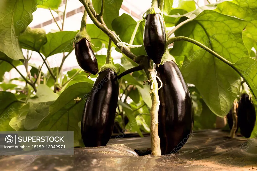 Eggplants growing in greenhouse