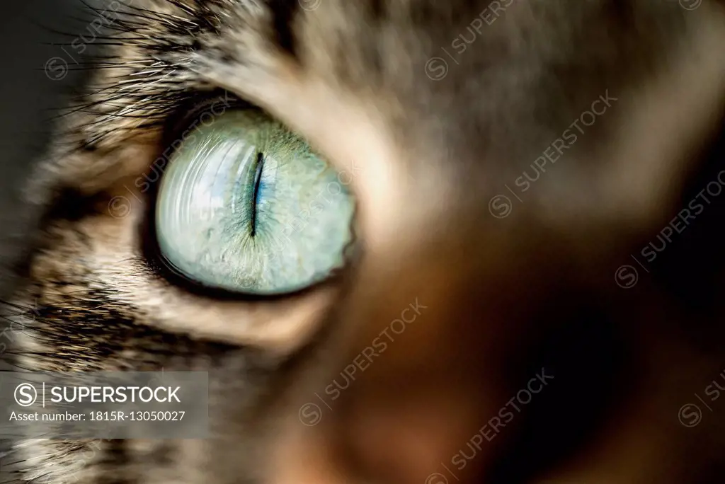 Cat eye, close-up