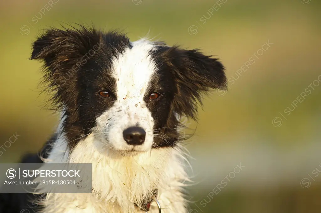 Germany, Baden Wuerttemberg, Border Collie dog looking away