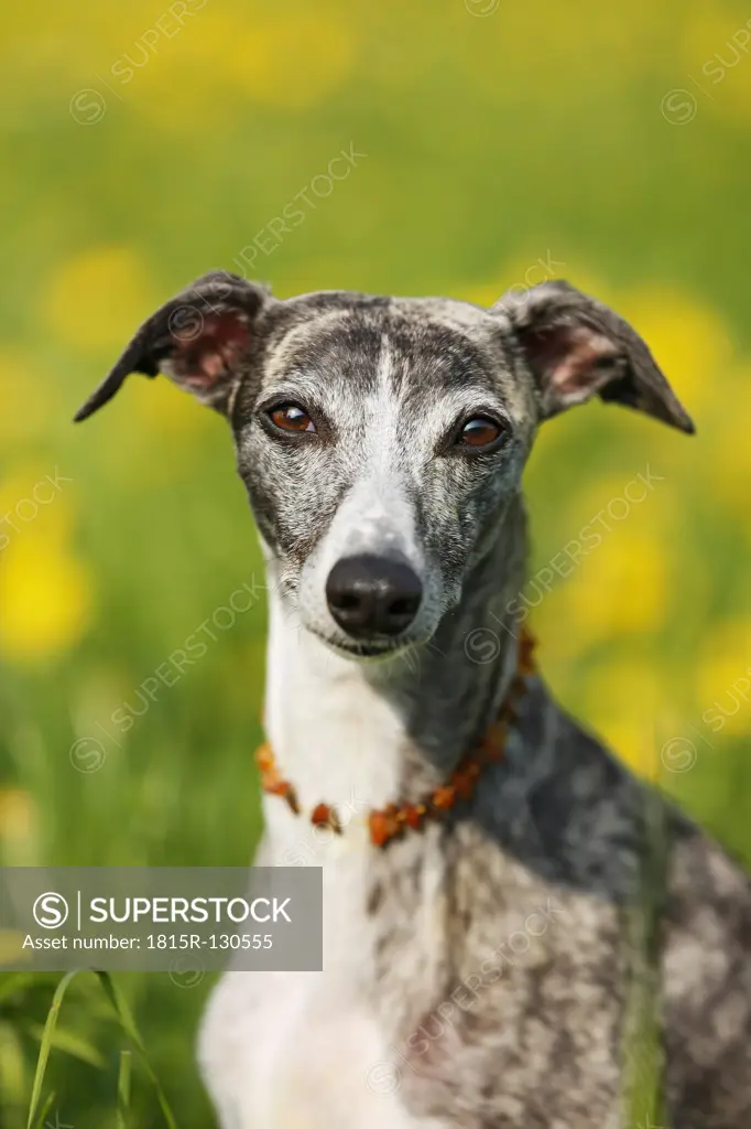 Germany, Baden Wuerttemberg, Whippet dog in meadow, close up