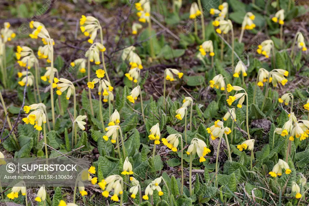 Germany, Hesse, Cowslip flowers, close up