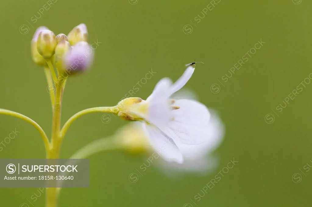 Germany, Hesse, Mosquito on cuckoo flower, close up