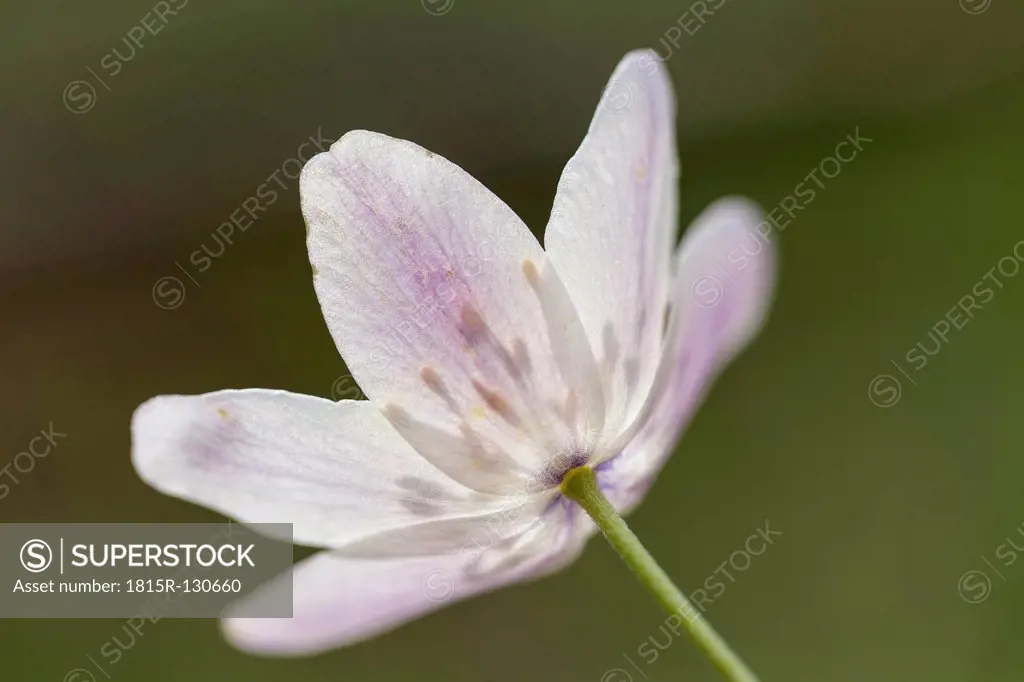 Germany, Thuringia, Wood Anemone flower, close up