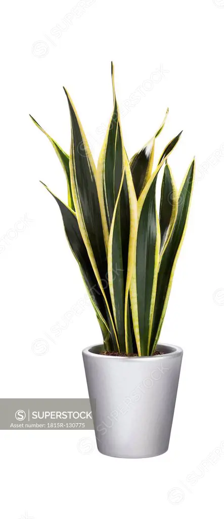 Potted plant of Sansevieria on white background, close up