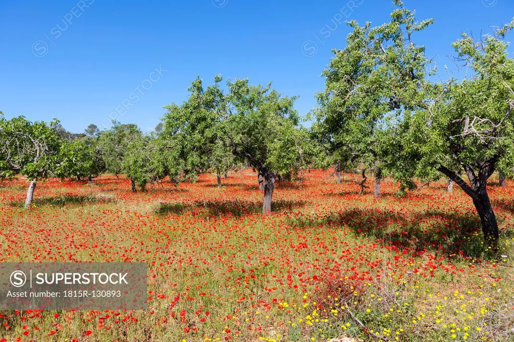 Spain, Majorca, View of Almond trees and blossoming poppy