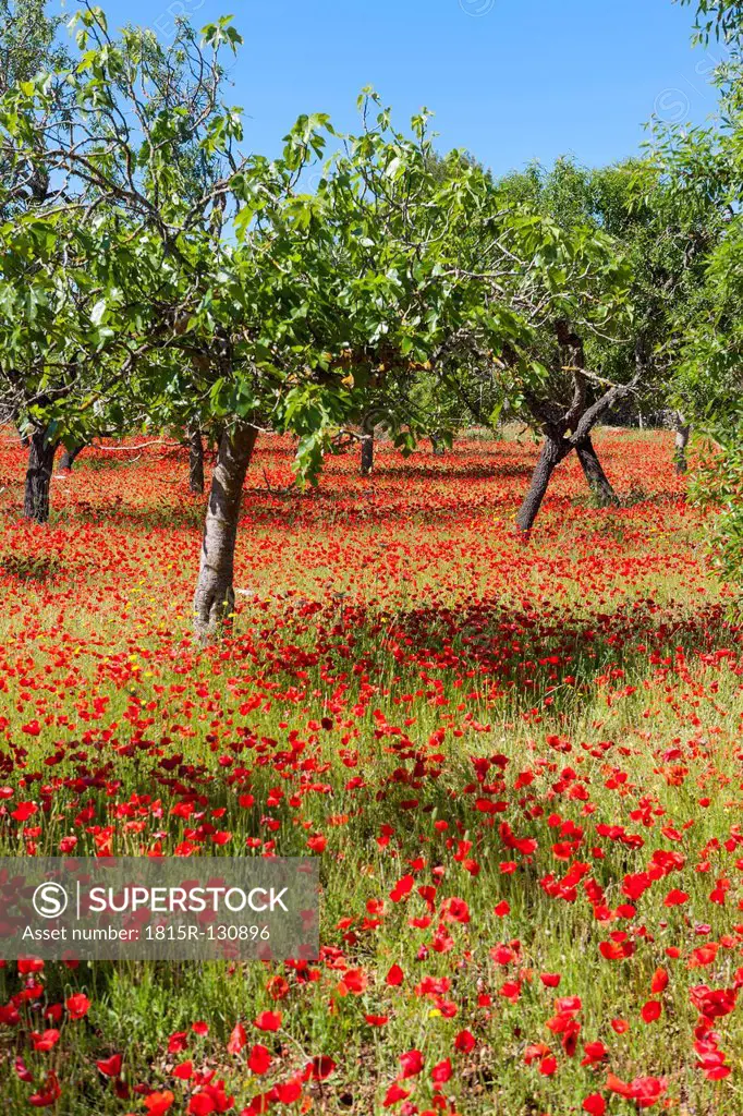Spain, Majorca, View of Almond and poppy trees blossoming