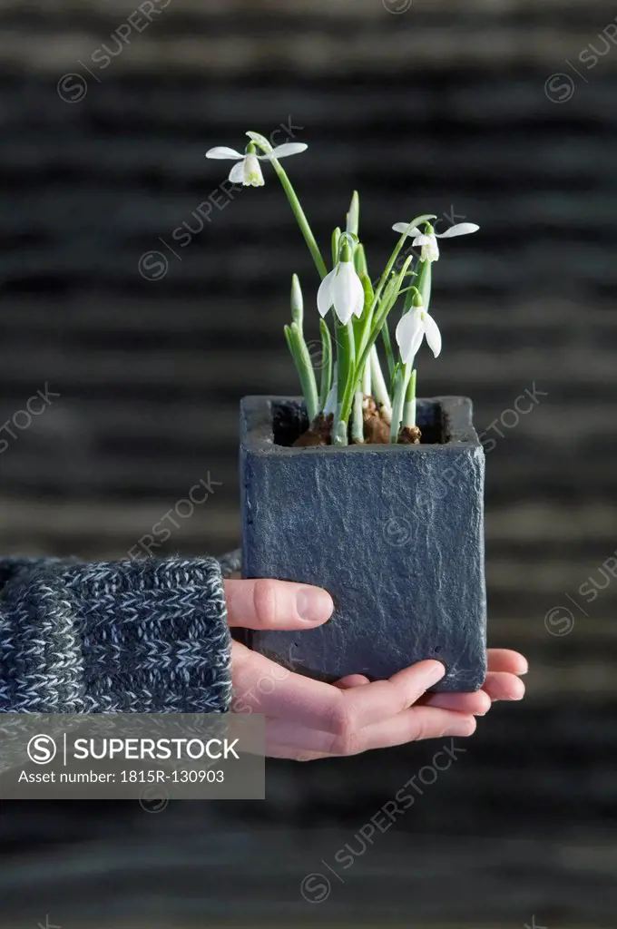 Woman holding snowdrops plant