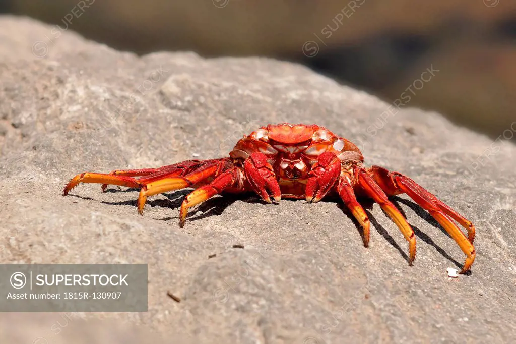 Spain, Red Crab on rock