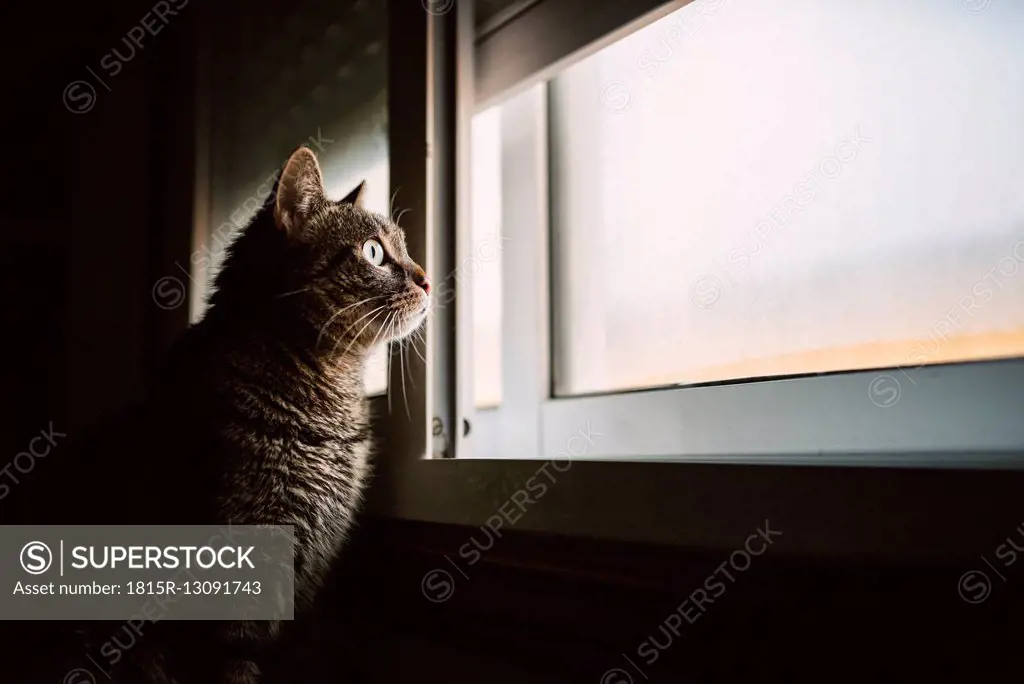 Tabby cat looking through the window
