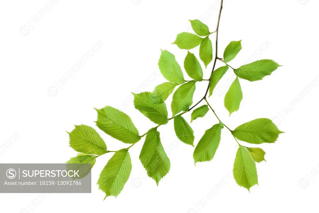 Elm, Ulmus minor, Ulmaceae, leaves against white background