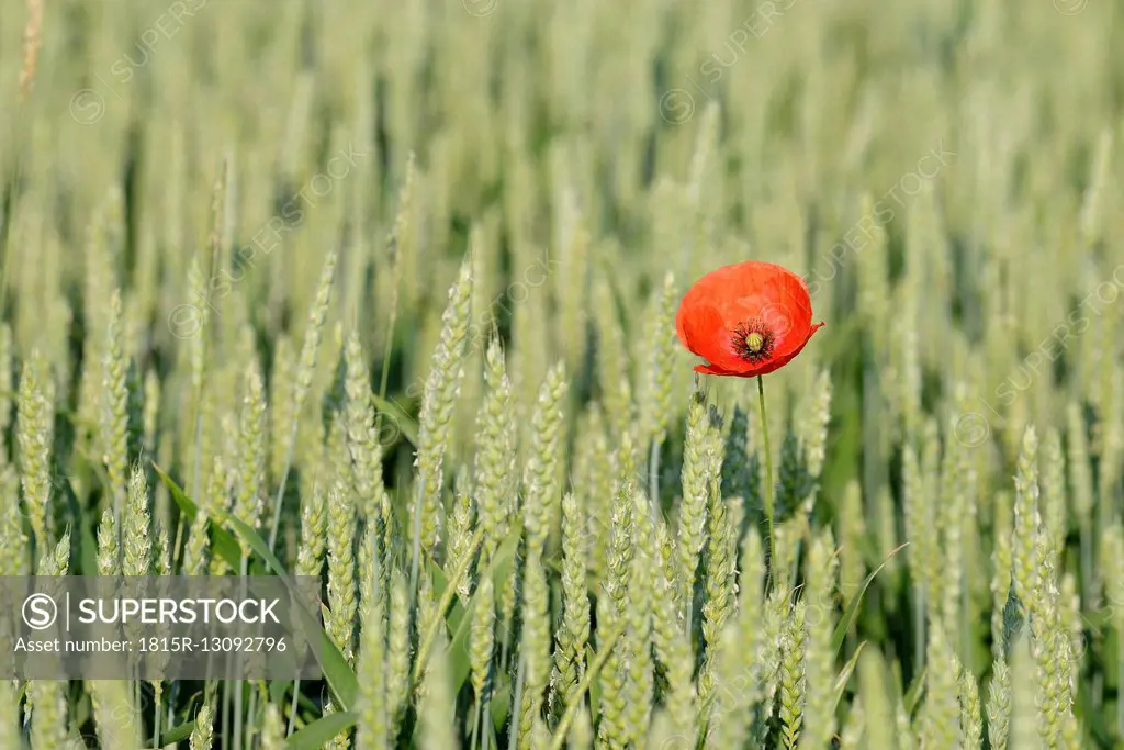 Common poppy, Papaver rhoeas, in wheat field