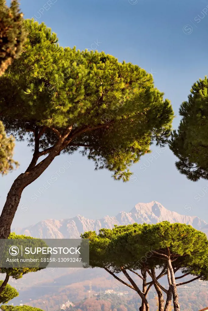 Italy, Liguria, Pine trees, Pinus pinea