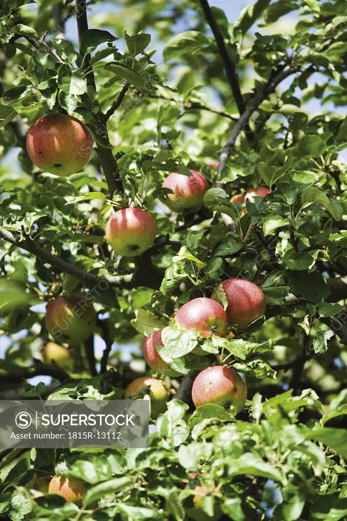 Germany, apple tree, close-up