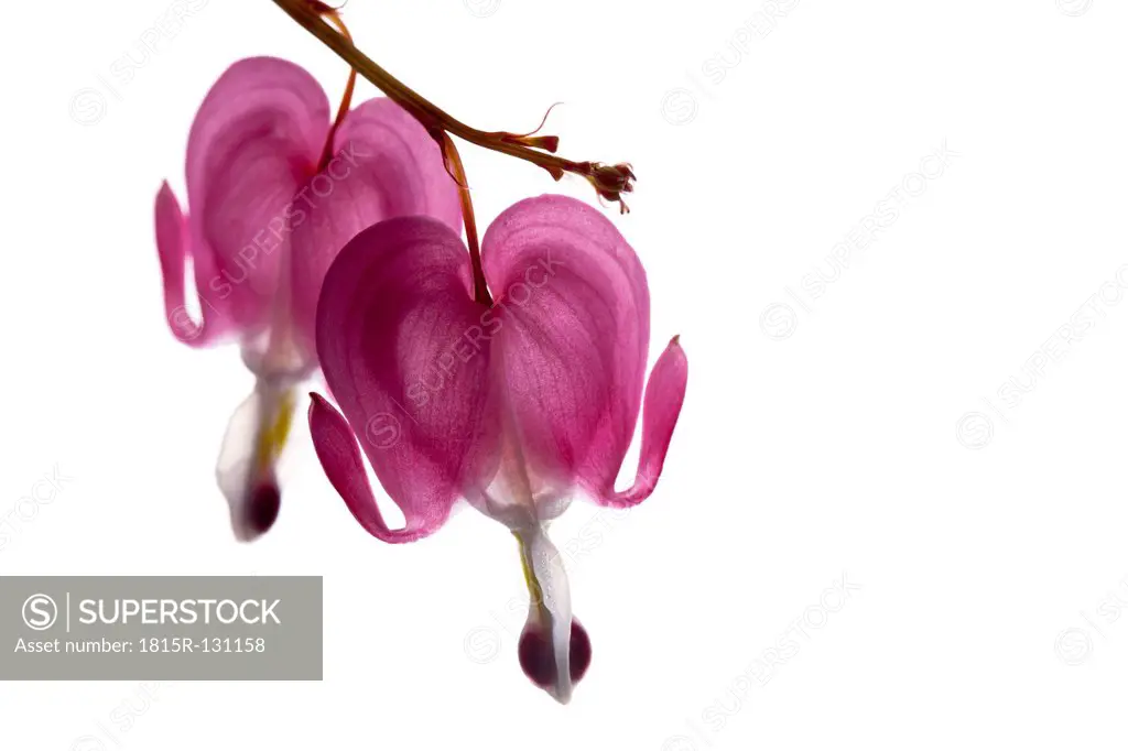 Lyre flower against white background, close up