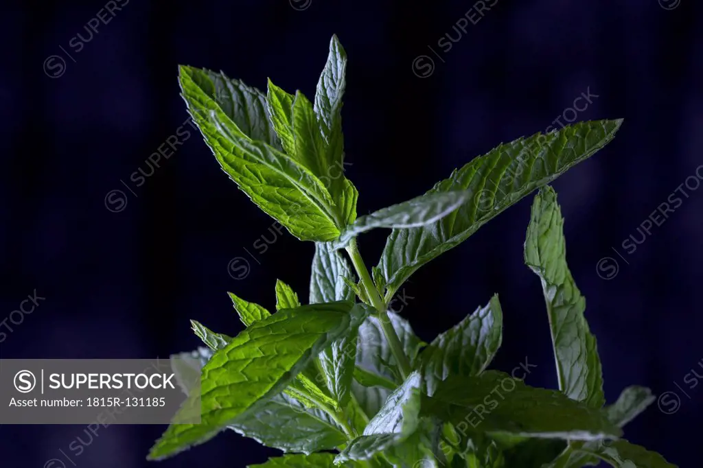Mint leaves, close up
