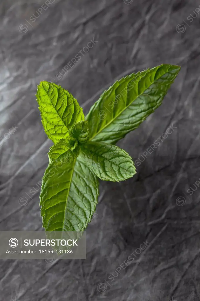 Mint leaves on textile