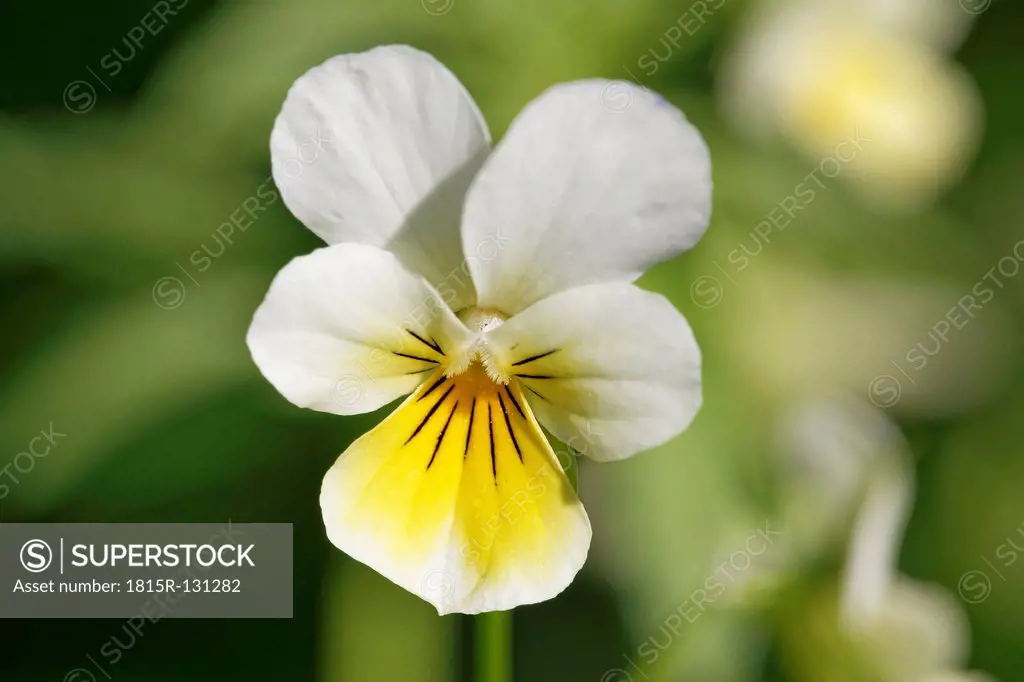 Austria, Wild pansy flower, close up