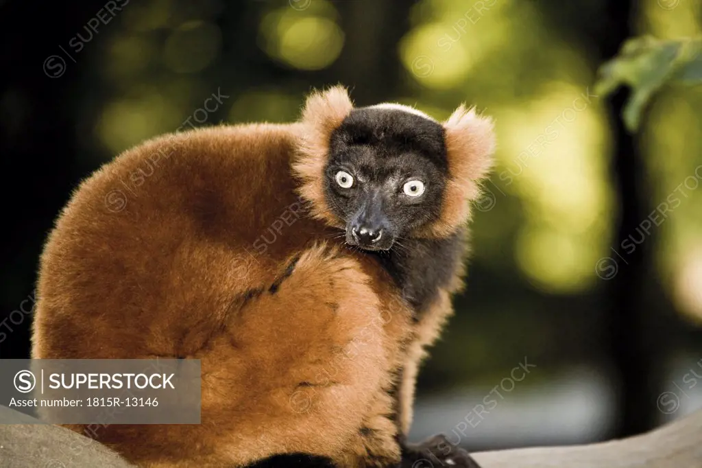 Germany, Gelsenkirchen, Zoom Erlebniswelt, Red ruffed lemur