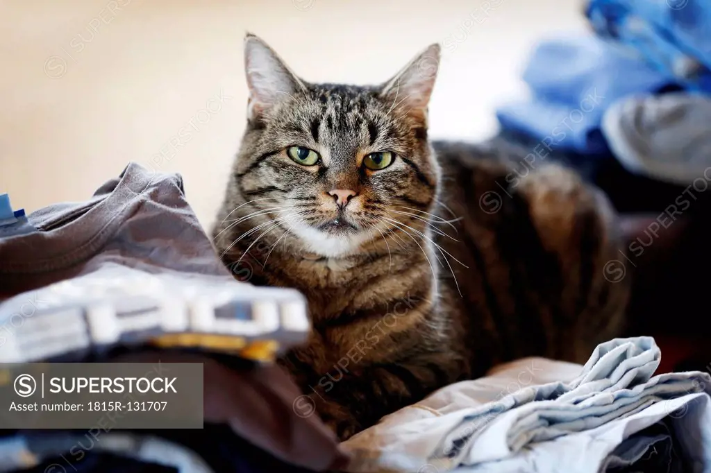 Germany, Baden Wuerttemberg, Cat sitting on clothes