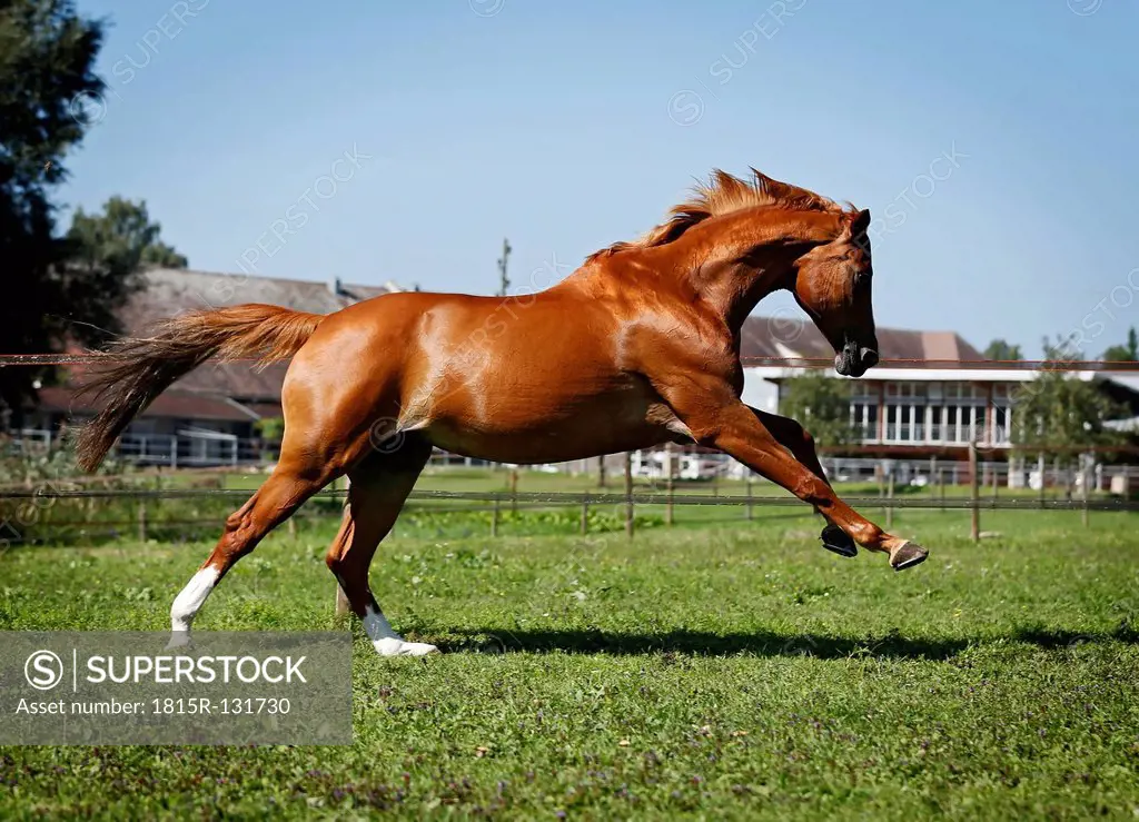 Germany, Baden Wuerttemberg, Constance, View of Trakehner mare bucking in meadow