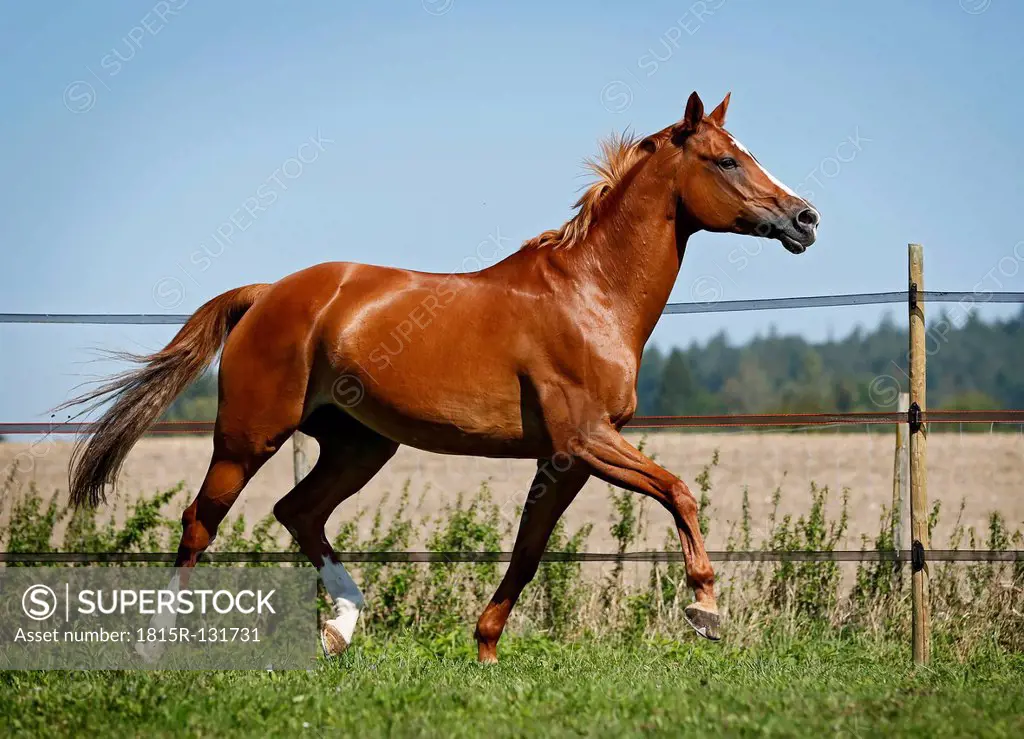 Germany, Baden Wuerttemberg, Constance, View of Trakehner mare trotting in meadow