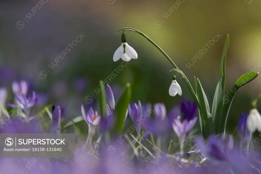 Germany, Baden Wurttemberg, Galanthus and Crocus flowers