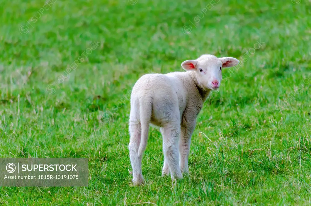 Lamb on a meadow